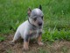  Donne chiot type Bouvier australien