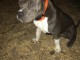 chiot bully 9 mois gris et blanc 