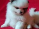 À donner chiot spitz pomeranien femelle blanche