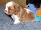 Chiots cavalier king charles femelle blenheim à donner