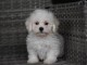 A donnez chiot bichon maltais femelle