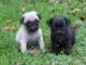  chiot carlin trois mois
