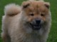 Magnifiques chiots chow chow femelle à donner