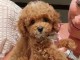 Magnifiques chiots caniche lof a donner 