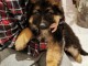 Magnifique Chiots Berger Allemand âgés de 03 Mois