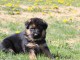chiots Berger allemand  dispo