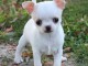 A Donner Chiot Chihuahua très belle femelle inscrit à lof