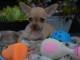 A donner chiot chihuahua très belle femelle