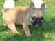 Chiot bouledogue français mâle et femelle à placer