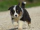 A donné chiot type berger australien femelle