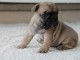 A donner chiot bouledogue français femelle