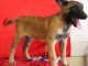 Chiot Berger Belge femelle et mâle âgé de 4 mois