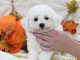 Chiot Bichon frisé femelle et mâle à donner