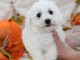 Chiot Bichon frisé femelle et mâle à donner