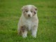 Chiot berger australien femelle non lof