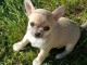Chiot chihuahua femelle et mâle a adopter