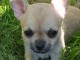 Chiot chihuahua femelle et mâle pedigré a donner