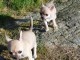 Chiot chihuahua femelle et mâle Idéal 