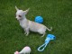 Chiot chihuahua femelle et mâle portée de 4 chiots