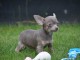 A donner Adorable Chiot chihuahua femelle
