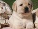 Chiots golden retreiver lof à cèder