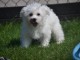 Adorable chiot bichon maltais femelle a donner