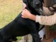 Donne jeune chien beau gentil chasseur et bon gardien