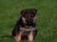 Magnifiques chiots berger allemend lof donner