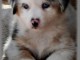 chiots berger australien femelle/mâle disponible