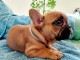 Chiots Bouledogue Français