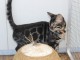 Je donne chatons bengal disponible de suite