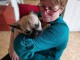 Chiots Bouledogue Français