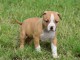 Donne chiot type Américan Staffordshire Terrier