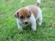 Donne chiot type Jack Russel terrier 