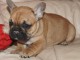 Chiot bouledogue français femelle