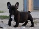 Chiots Bouledogue Français