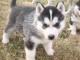 Magnifiques chiots Husky Siberie Femelles et Mâles LOF