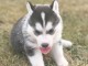 magnifiques Chiots Husky Sibérien LOF 1 mâle et femelles