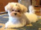 Chiot type bichon maltais de 3 mois pour adoption