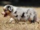 Adoption Chiot berger australien femelle bleu merlé
