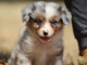 Adoption Chiot berger australien femelle bleu merlé