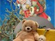 Adorables bb Caniche disponible pour  Noël !!!!