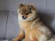 Magnifique Chiot Spitz CCà adopté