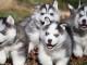Magnifique femelles et male Husky Sibérie