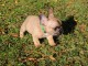 Chiot bouledogue français rouge fauve