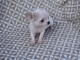 Chiot chihuahua femelle à céder
