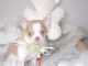 Chiot chihuahua femelle à céder