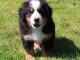 Splendide chiot bouvier bernois femelle