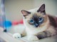 Chatons Ragdoll disponible