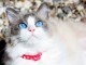 Chatons Ragdoll disponible